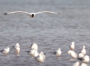 Pallas’s Gull, 渔鸥, Ichthyaetus ichthyaetus-gallery-