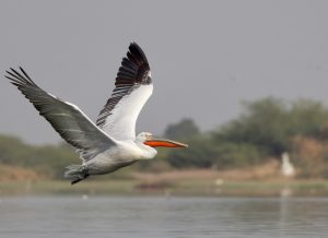 Dalmatian Pelican, 卷羽鹈鹕, Pelecanus crispus-gallery-