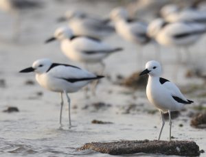 Crab Plover, 蟹鸻, Dromas ardeola-gallery-