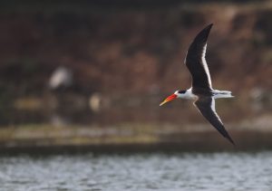 Indian Skimmer, 剪嘴鸥, Rynchops albicollis-gallery-