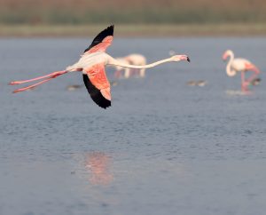 Greater Flamingo, 大红鹳, Phoenicopterus roseus-gallery-