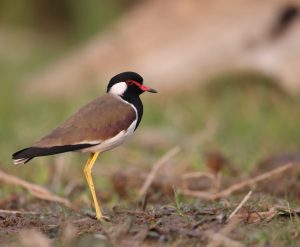 Red-wattled Lapwing, 肉垂麦鸡, Vanellus indicus-gallery-