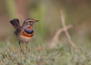 Bluethroat, 蓝喉歌鸲, Luscinia svecica-gallery-