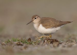 Common Sandpiper, 矶鹬, Actitis hypoleucos-gallery-