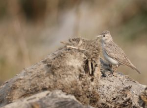 Sand Lark, 恒河沙百灵, Alaudala raytal-gallery-