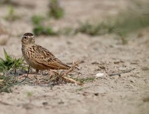 Bengal Bush Lark, 棕翅歌百灵, Mirafra assamica-gallery-