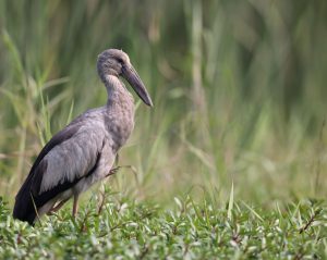 Asian Openbill, 钳嘴鹳, Anastomus oscitans-gallery-