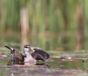 Cotton Pygmy Goose, 棉凫, Nettapus coromandelianus-gallery-