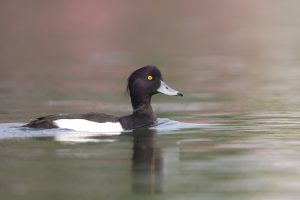 Tufted Duck, 凤头潜鸭, Aythya fuligula-gallery-