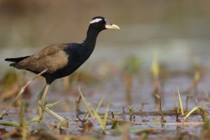 Bronze-winged Jacana, 铜翅水雉, Metopidius indicus-gallery-