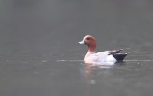 Eurasian Wigeon, 赤颈鸭, Mareca penelope-gallery-