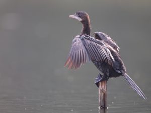 Little Cormorant, 黑颈鸬鹚, Microcarbo niger-gallery-