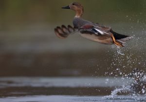 Gadwall, 赤膀鸭, Mareca strepera-gallery-