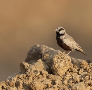 Ashy-crowned Sparrow Lark, 灰顶雀百灵, Eremopterix griseus-gallery-