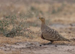 Chestnut-bellied Sandgrouse, 栗腹沙鸡, Pterocles exustus-gallery-