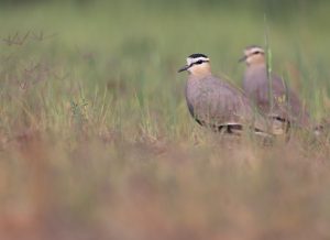 Sociable Lapwing, 黄颊麦鸡, Vanellus gregarius-gallery-