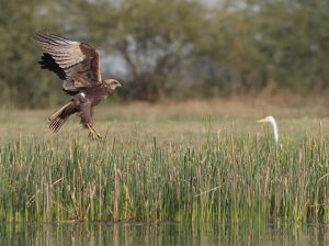 Eastern Marsh Harrier, 白腹鹞, Circus spilonotus-gallery-