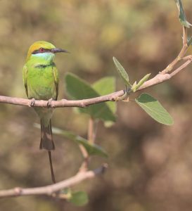 Asian Green Bee-eater, 绿喉蜂虎, Merops orientalis-gallery-