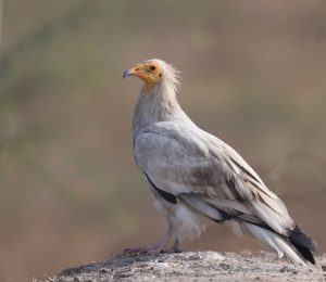 Egyptian Vulture, 白兀鹫, Neophron percnopterus-gallery-