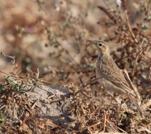 Blyth’s Pipit, 布氏鹨, Anthus godlewskii-gallery-