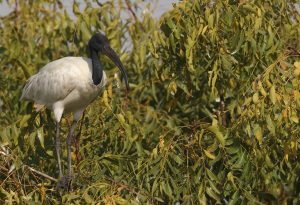 Black-headed Ibis, 黑头白鹮, Threskiornis melanocephalus-gallery-