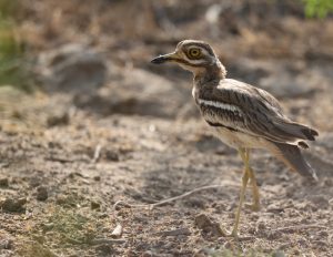 Indian Stone Curlew, 印度石鸻, Burhinus indicus-gallery-