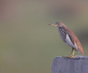 Indian Pond Heron, 印度池鹭, Ardeola grayii-gallery-