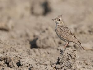 Crested Lark, 凤头百灵, Galerida cristata-gallery-