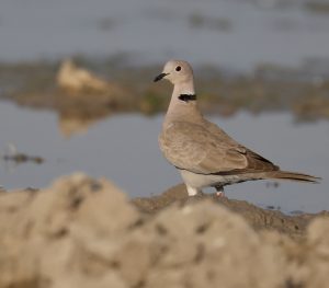 Eurasian Collared Dove, 灰斑鸠, Streptopelia decaocto-gallery-