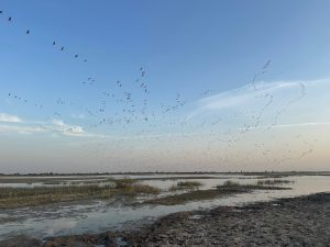 Demoiselle Crane, 蓑羽鹤, Grus virgo-gallery-