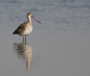 Black-tailed Godwit, 黑尾塍鹬, Limosa limosa-gallery-