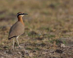 Indian Courser, 印度走鸻, Cursorius coromandelicus-gallery-