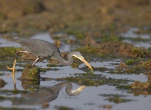 Western Reef Heron, 黄喉岩鹭, Egretta gularis-gallery-