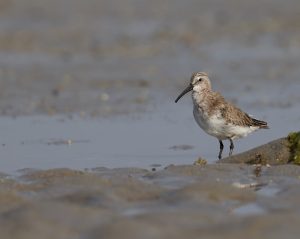 Curlew Sandpiper, 弯嘴滨鹬, Calidris ferruginea-gallery-