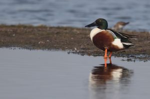 Northern Shoveler, 琵嘴鸭, Spatula clypeata-gallery-