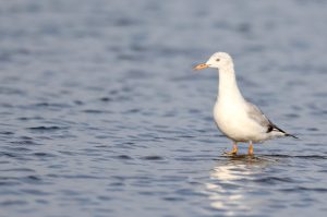 Slender-billed Gull, 细嘴鸥, Chroicocephalus genei-gallery-