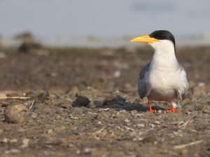 River Tern, 黄嘴河燕鸥, Sterna aurantia-gallery-