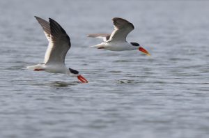 Indian Skimmer, 剪嘴鸥, Rynchops albicollis-gallery-