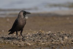 House Crow, 家鸦, Corvus splendens-gallery-