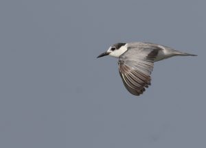 Whiskered Tern, 须浮鸥, Chlidonias hybrida-gallery-