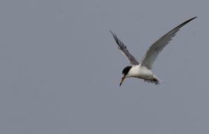 Saunder’s Tern, 桑氏白额燕鸥, Sternula saundersi-gallery-