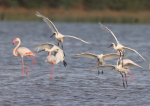 Eurasian Spoonbill, 白琵鹭, Platalea leucorodia-gallery-