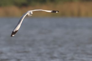 Brown-headed Gull, 棕头鸥, Chroicocephalus brunnicephalus-gallery-