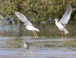 Common Redshank, 红脚鹬, Tringa totanu-gallery-