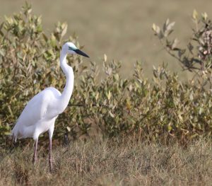 Intermediate Egret, 中白鹭, Ardea intermedia-gallery-