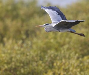 Grey Heron, 苍鹭, Ardea cinerea-gallery-