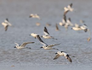 Crab Plover, 蟹鸻, Dromas ardeola-gallery-