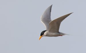 River Tern, 黄嘴河燕鸥, Sterna aurantia-gallery-