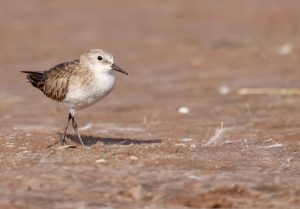 Little Stint, 小滨鹬, Calidris minuta-gallery-