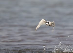 Little Tern, 白额燕鸥, Sternula albifrons-gallery-